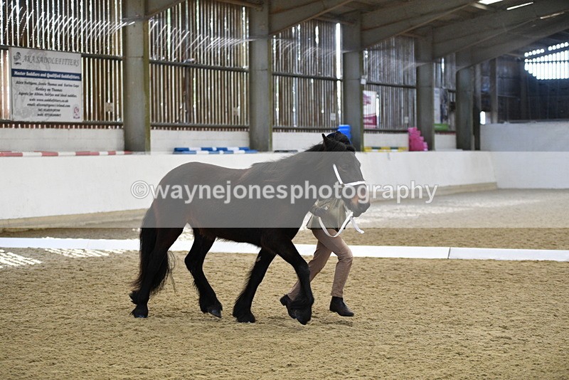 WJ5_4239 - Class 6 In hand M&M - Large Breeds