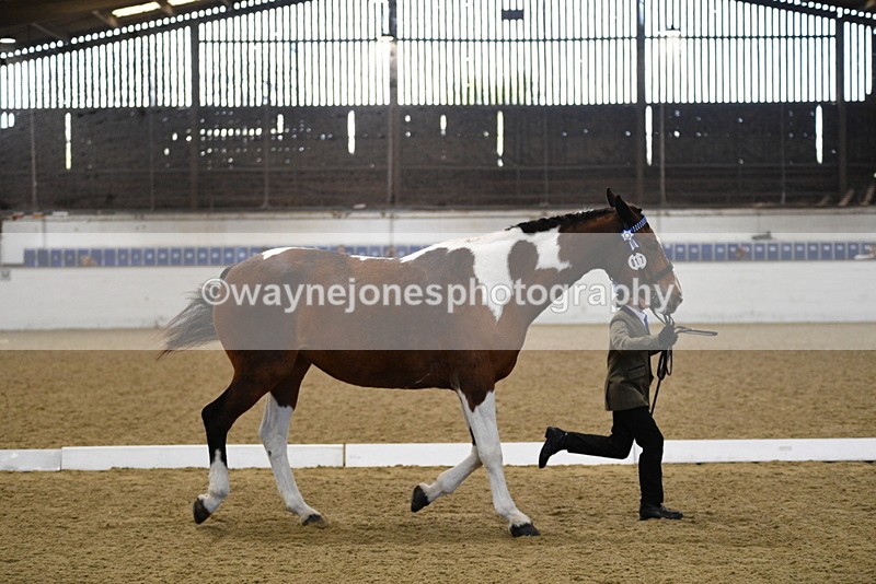 WJ5_3850 - Class 5 In Hand Veterans