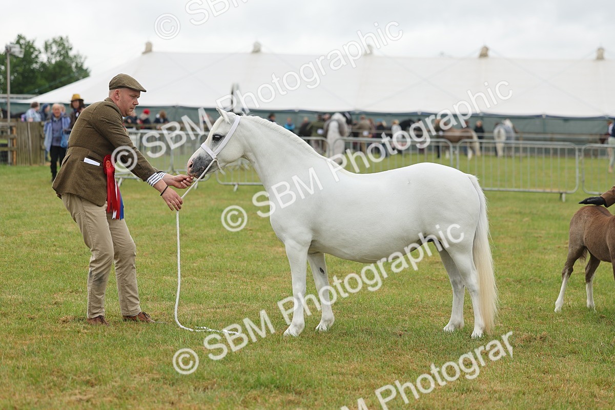 SBM_01678 - Class 50-57 - M&M Welsh Pony In Hand