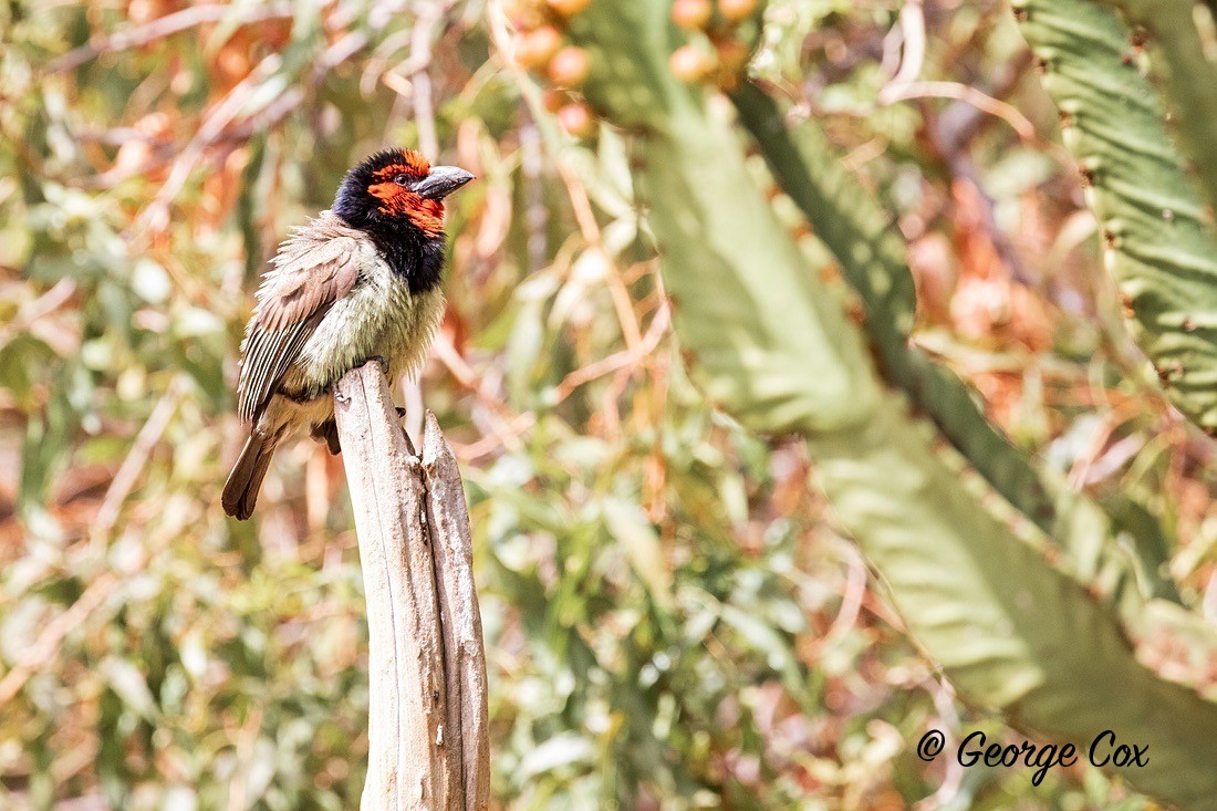 Bird Black Collared Barbet - South Africa - Limpopo