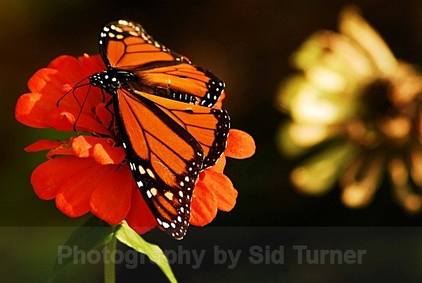 butterfly13 - Flowers and Plants