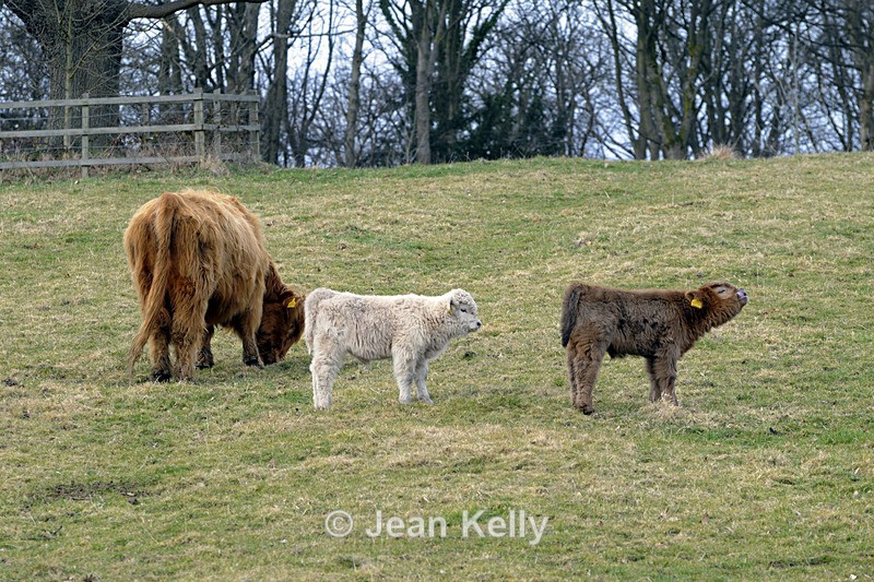 Highland cattle - 7838 - Cattle