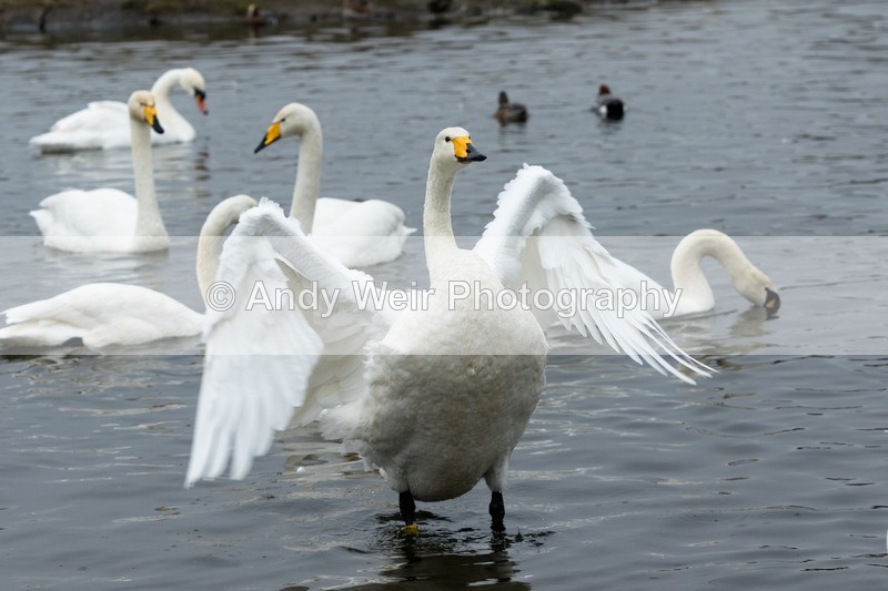 20170310-8E0A3844 - Whooper Swan