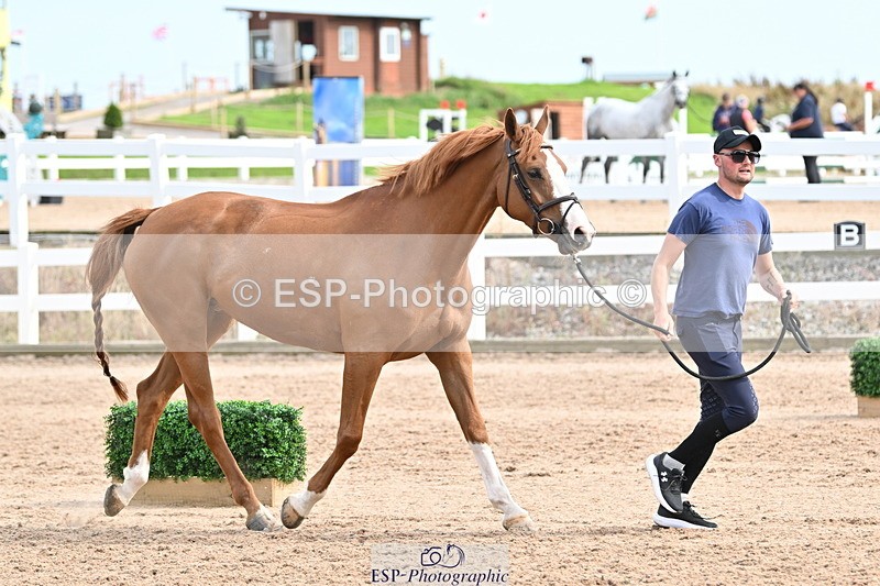 240717A-164309-03499 - Trot Up 4pm to 5pm