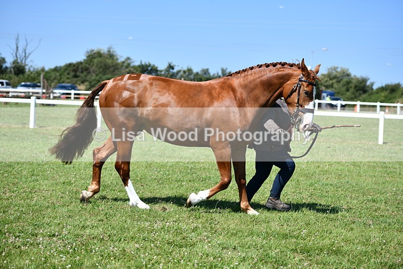 DSC_6865 - Class 57: Hunter/Riding Horse/Hack 1, 2 & 3 yr olds