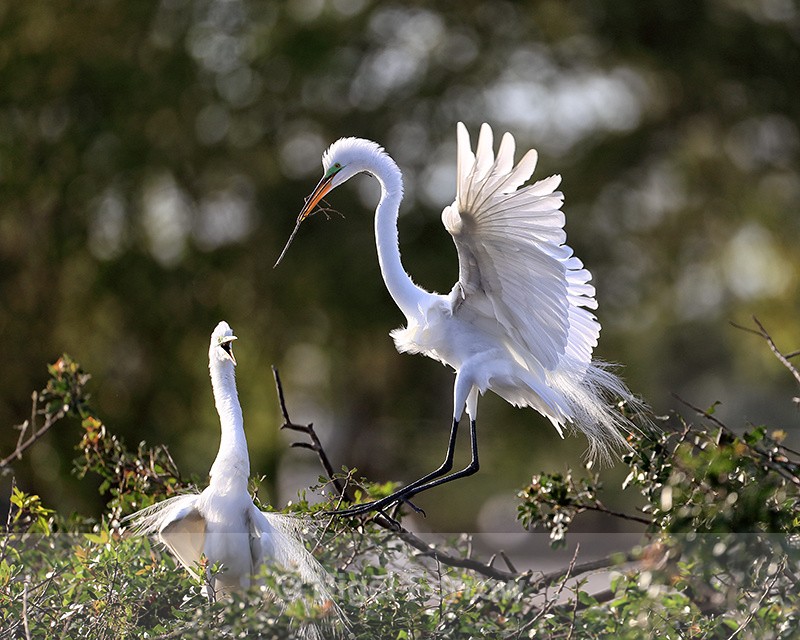 Great Egret late afternoon return, Venice Rookery, Florida - Great Egret