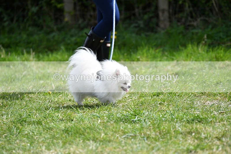 WJ5_9696 - Class 3 Most Handsome Dog