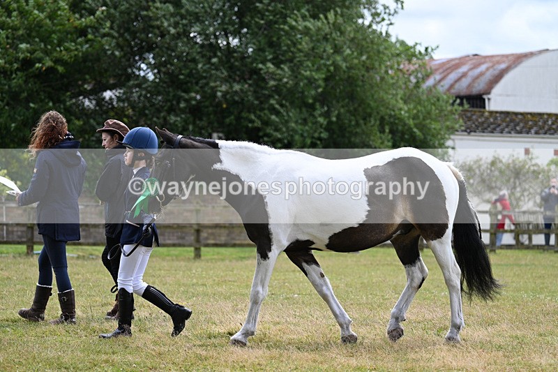 WJ7_6805 - Class 5 Handsome Gelding in hand