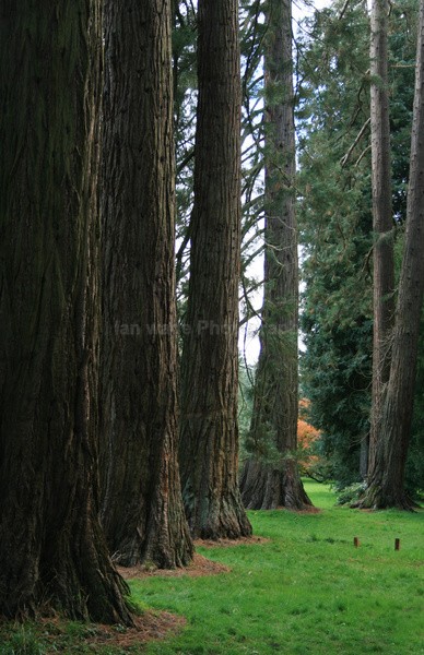 Westonbirt _WB023 - Wild Flowers,  plants & Fungus photography, Great Britain