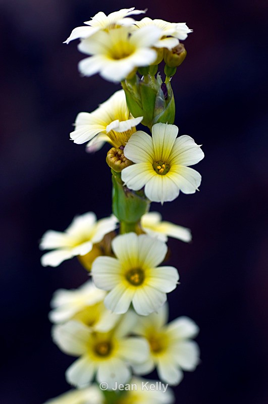 White flower - 5480 - White