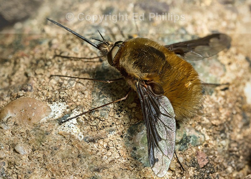 Bombylius major