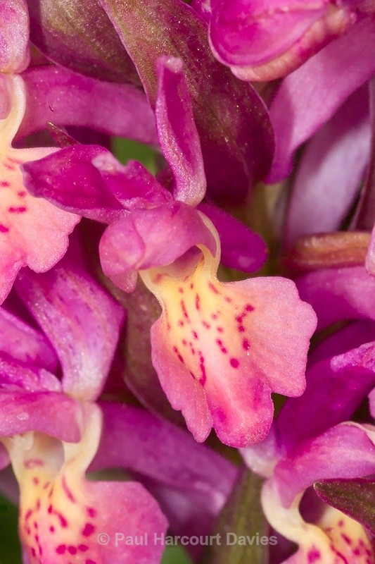  - Orchids - Dactylorhiza