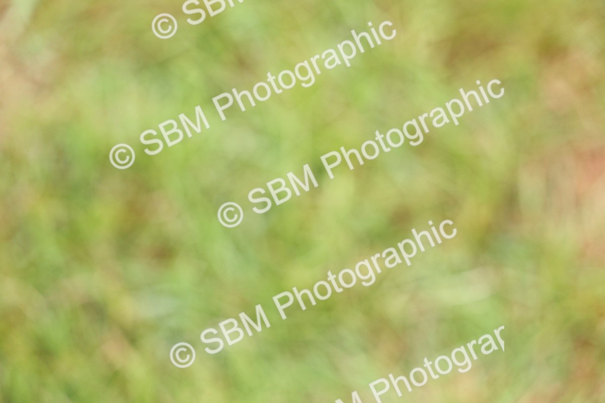 SBM_02847 - Class 9-11 Side Saddle including LIHS Rising Star Ladies Show Horse