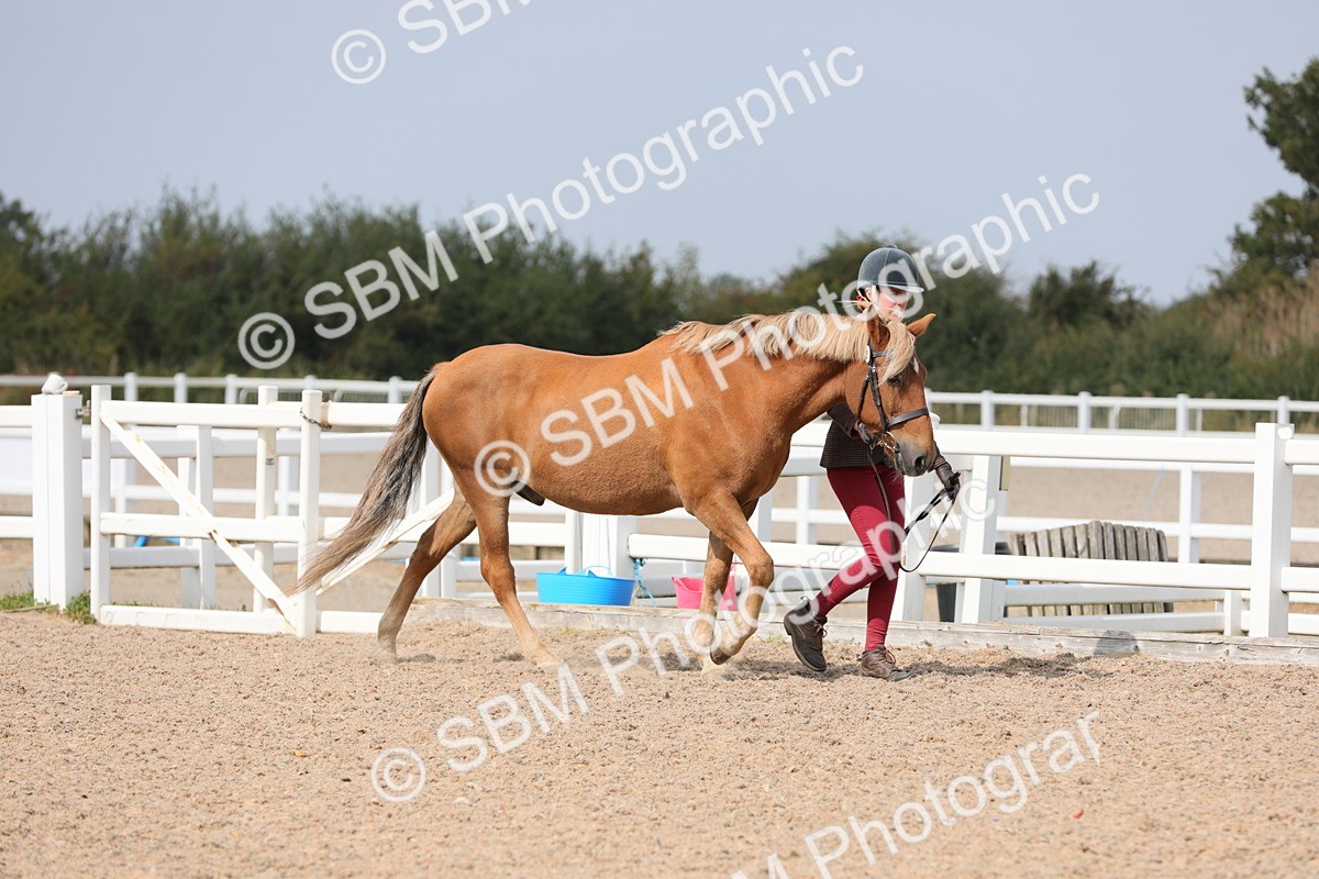 SBM_15645 - Class 312 IH Competition Horse/Pony