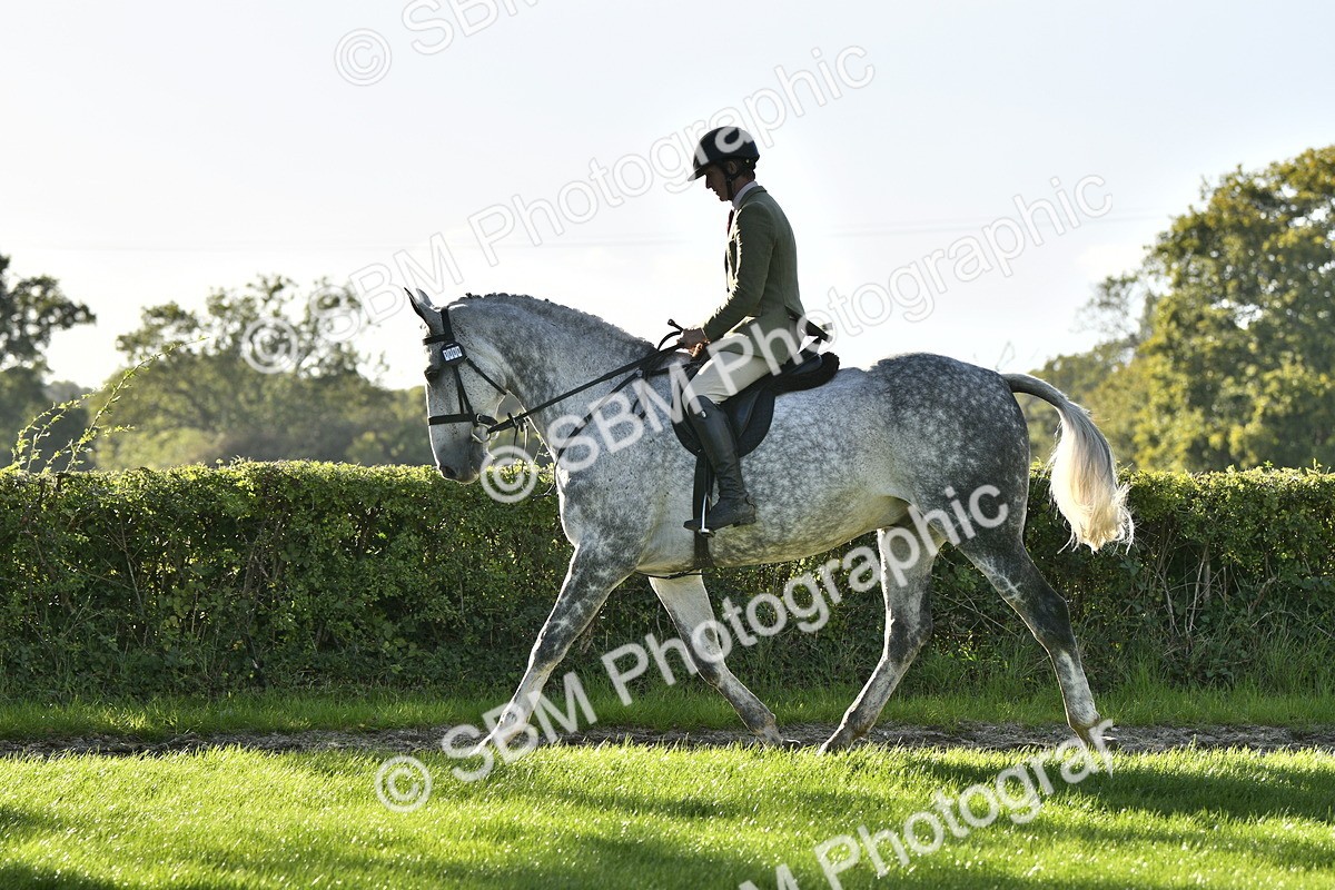 SBM_52228 - S35 - Working Hunter & Working Show Horse
