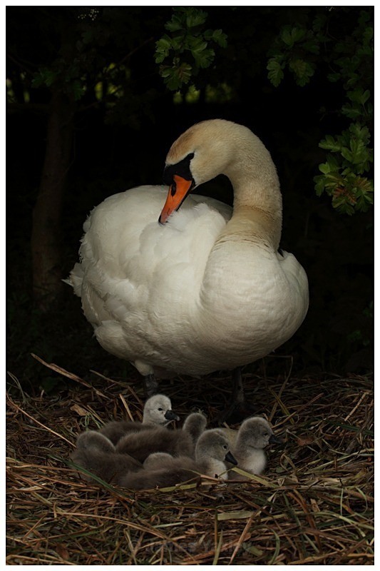 Mute Swan and Cygnets - The British Wildlife Photography Awards 2009 to 2014