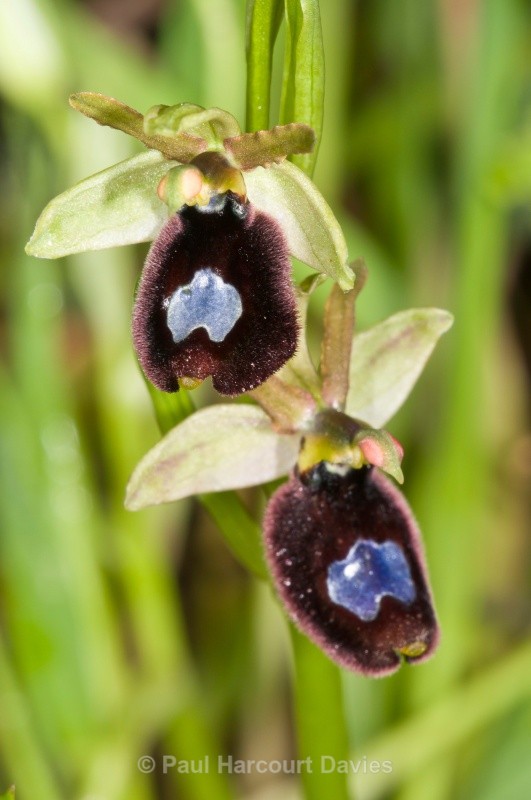 Ophrys bertoloniiformis (syn. O. bertoloni ssp bertoloniiformis) - Orchids - Ophrys