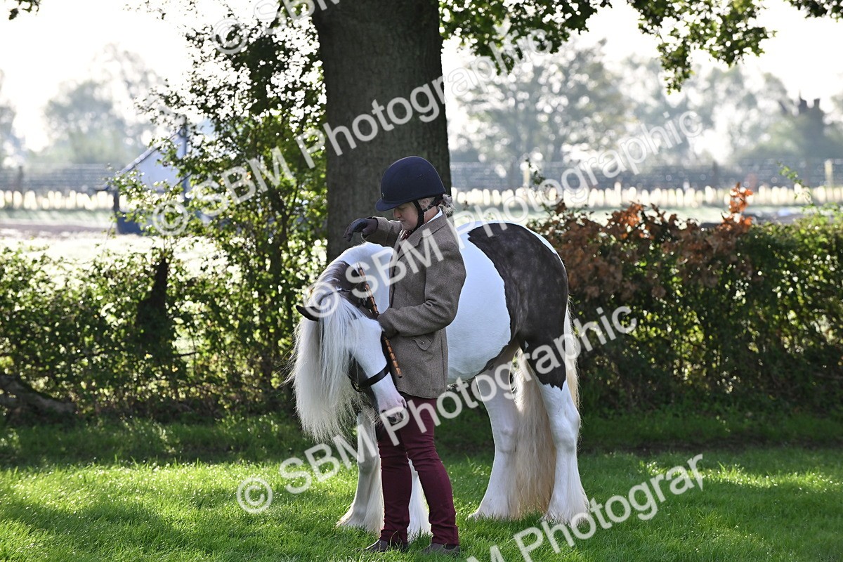 SBM_55344 - S44 - Youngstock In Hand