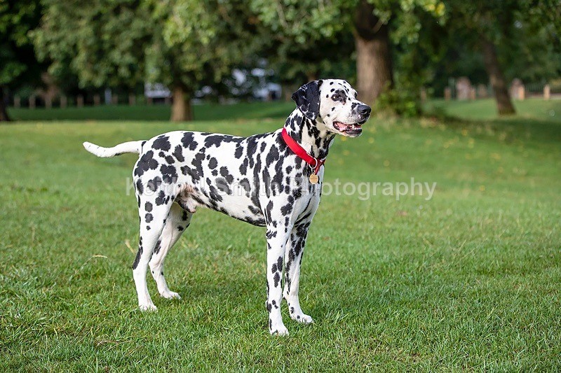 0KJS4028 - Dogs in Abington Park