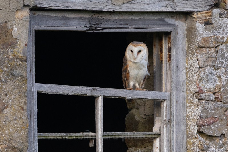 Barn Owl in a window.   ref 8990 - Latest images