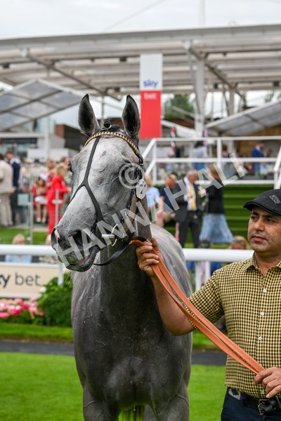 270724-Race 4-Greydreambeliever-7336 - Race 4 4.00pm Sky Bet Club EBF Fillies' Novice Stakes