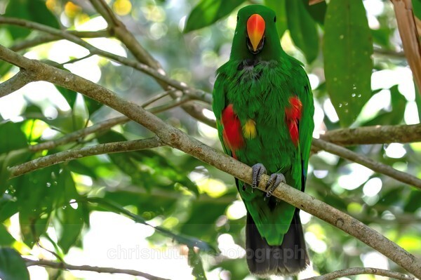  - Australian Birds