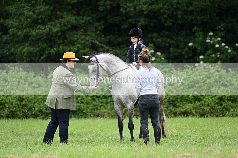WJ7_4010 - Class 14A Handsome Gelding