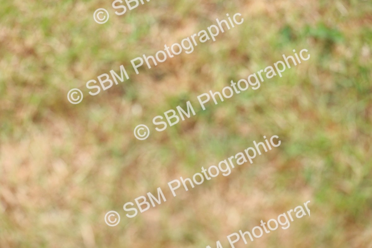 SBM_02988 - Class 9-11 Side Saddle including LIHS Rising Star Ladies Show Horse
