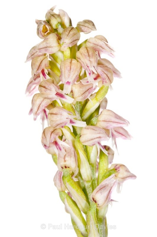  - WB: Orchids - Orchis