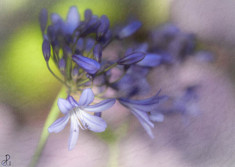 Flower photography by Diana Uzun