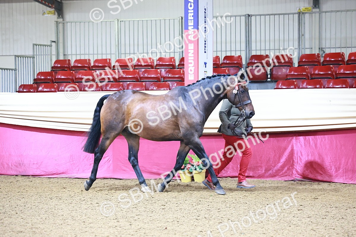 SBM_21641 - Class 901 - Supreme Final - IH  Diamond