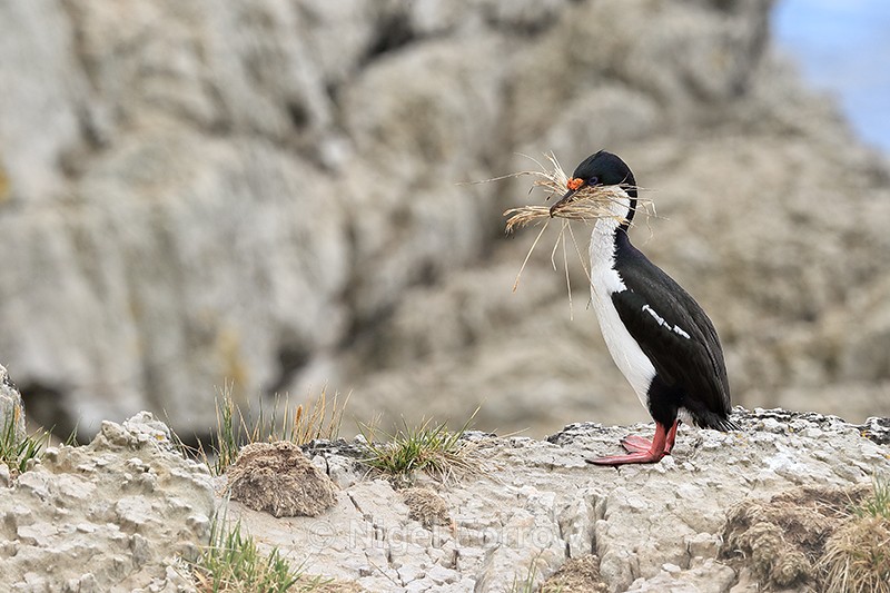 Imperial Shag carrying nest material, Cape Bougainville, Falklands - Imperial Shag