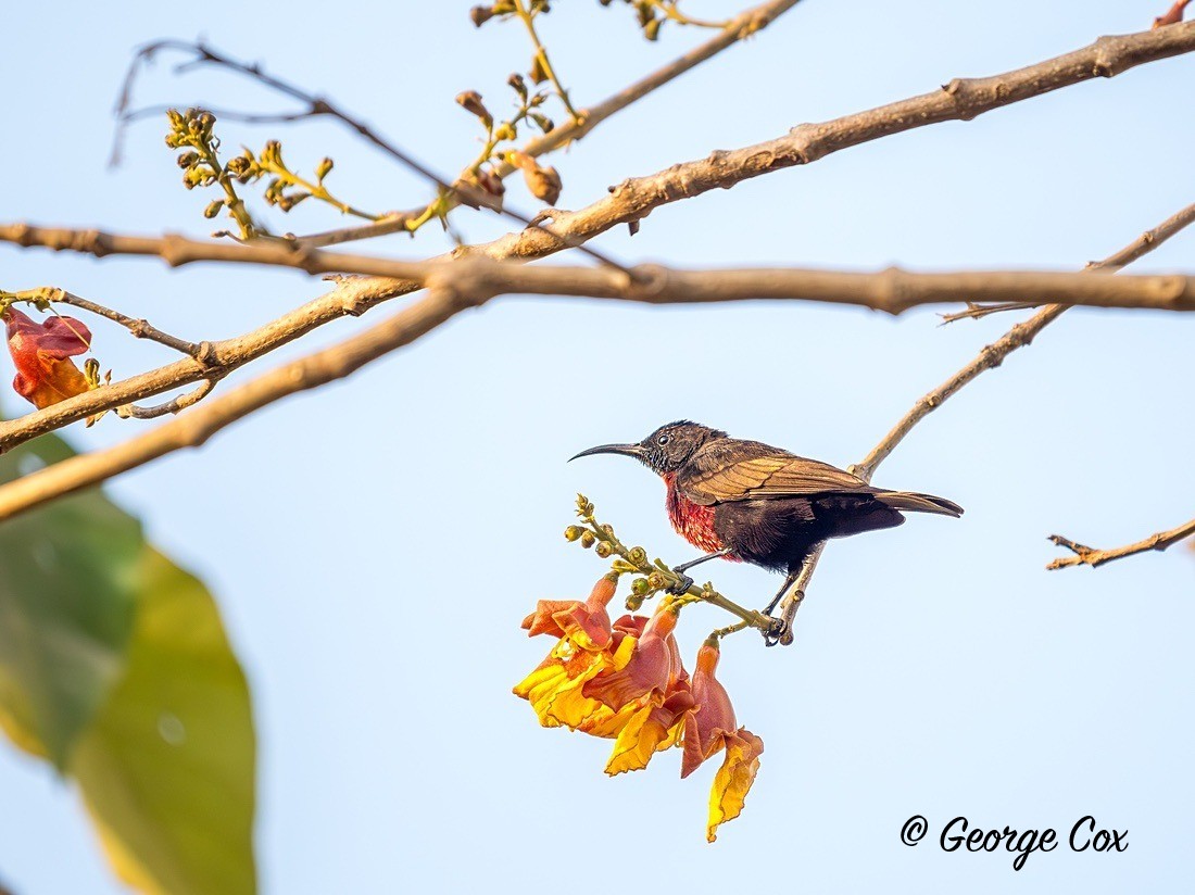 Scarlet Chested Sunbird - Gambia 2025