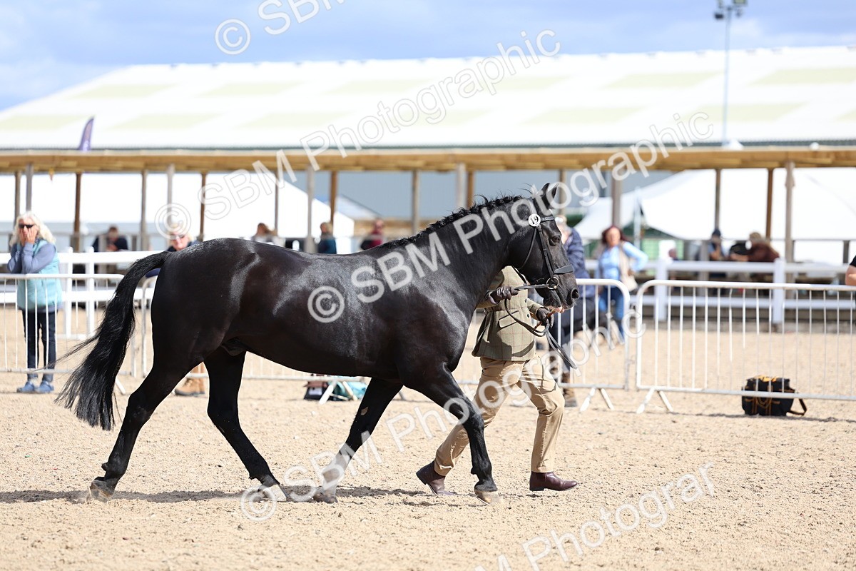 SBM_15412 - Class 312 - IH Competition Horse-Pony