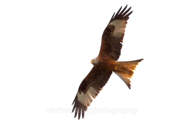  - Birds of Britain and Europe