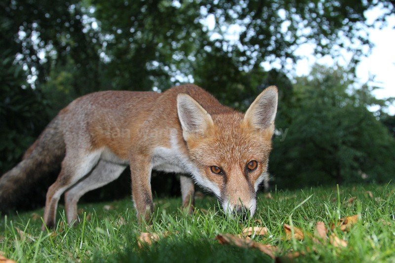 Urban Fox_Bristol_0249 - Urban Foxes, Bristol, Great Britain