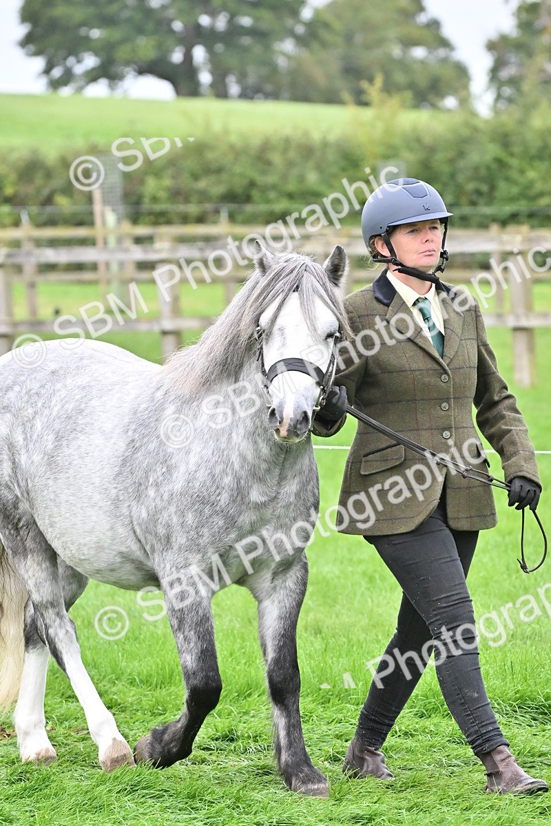 SBM_60898 - S48 - Mountain & Moorland In Hand Small Breeds