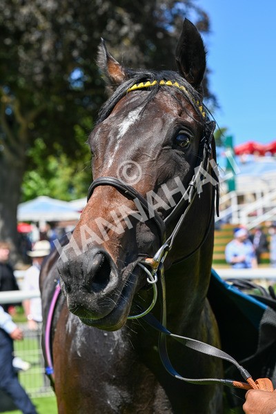 120725-Race 1-Remmooz-0115 - Race 1 2.00pm John Smith's Racing Handicap