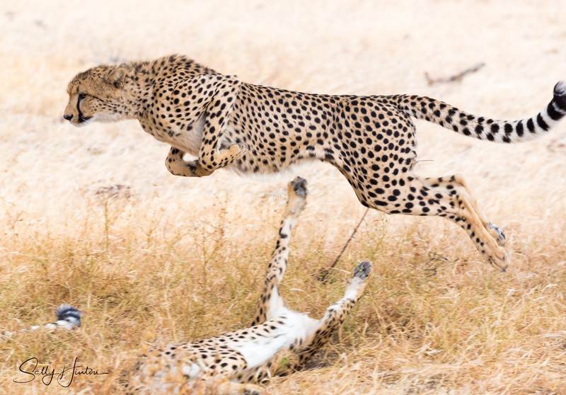 Cheetahs Playing 8