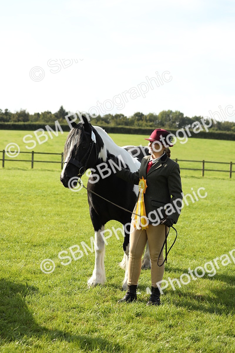 SBM_61000 - S43 - Coloured Pony In Hand