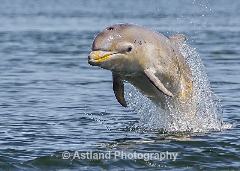 Astland Photography, Bird and Wildlife Images, Susan and Peter Wilson, U.K.