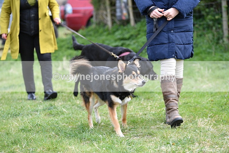 WJ5_9457 - Class 3 Most Handsome Dog