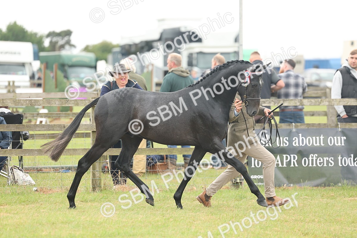 SBM_05472 - Class 68-73 - Riding Pony Breeding