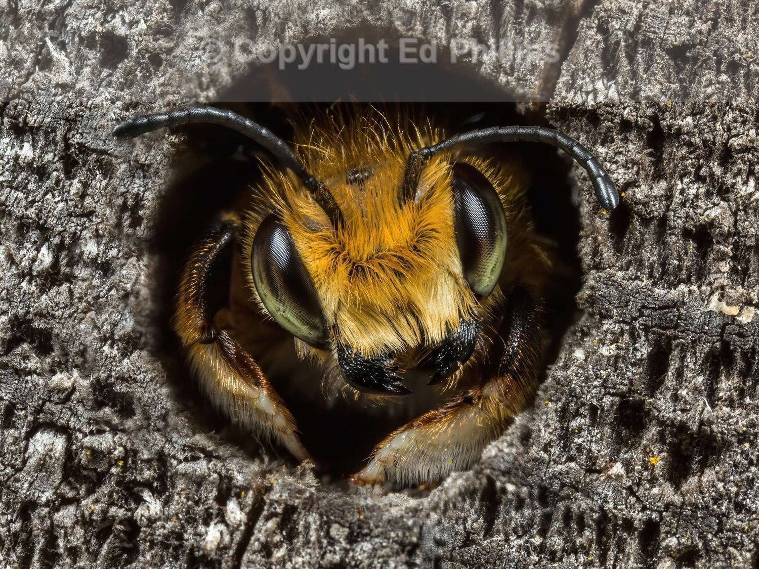 Leafcutter Bee