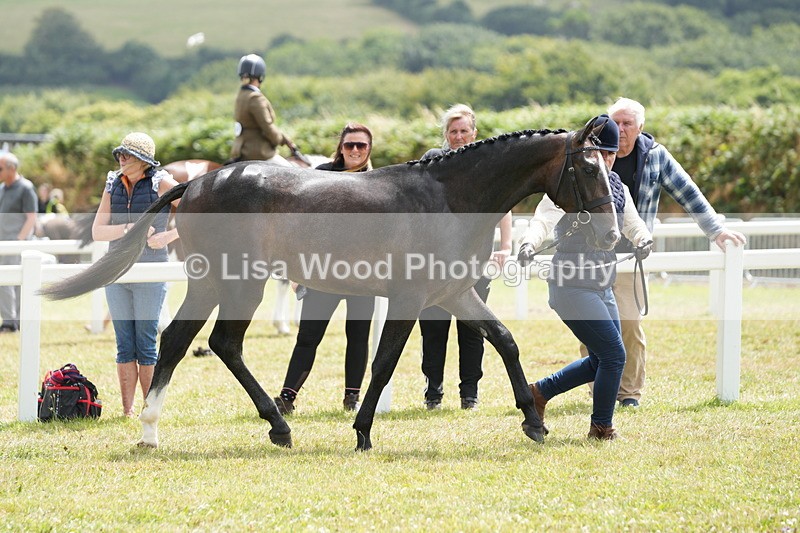 DSC06100 - Class 54: Hunter/Riding Horse/Hack 1 & 2 yr olds