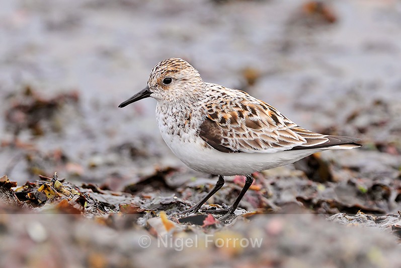 Sanderling (adult female, breeding plumage) standing on Marazion beach - Sanderling