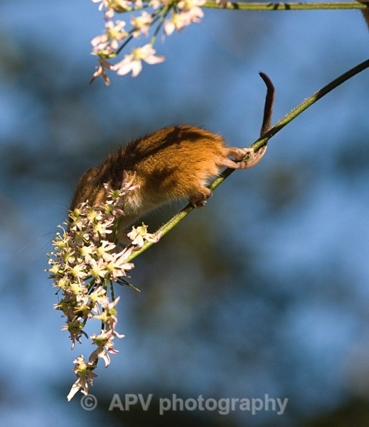 _DSC8283 - Bob's Harvest Mice.