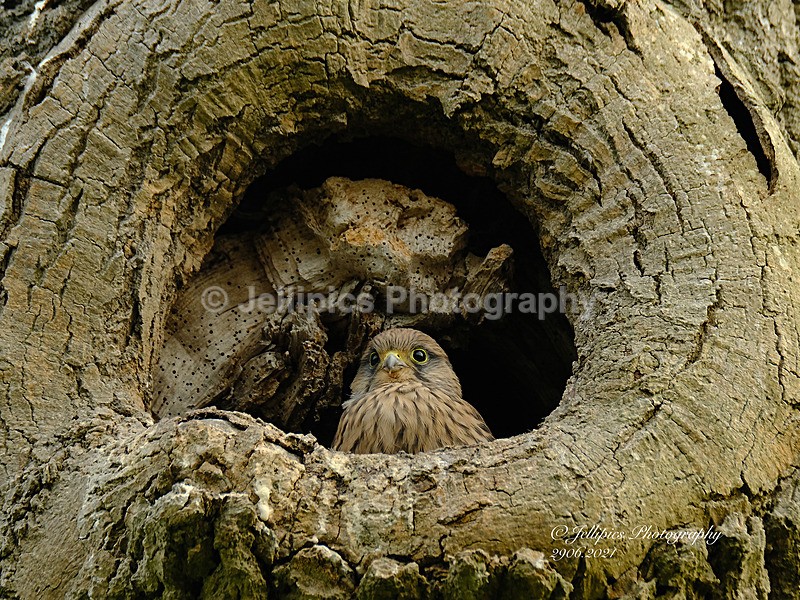  - Wildlife and Nature