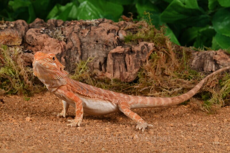 Bearded Dragon 1 - Reptiles & Amphibians