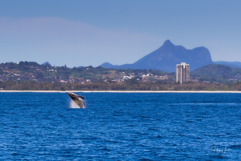 0A3A6019 Calf Breach Mt Warning - Humpback Whales